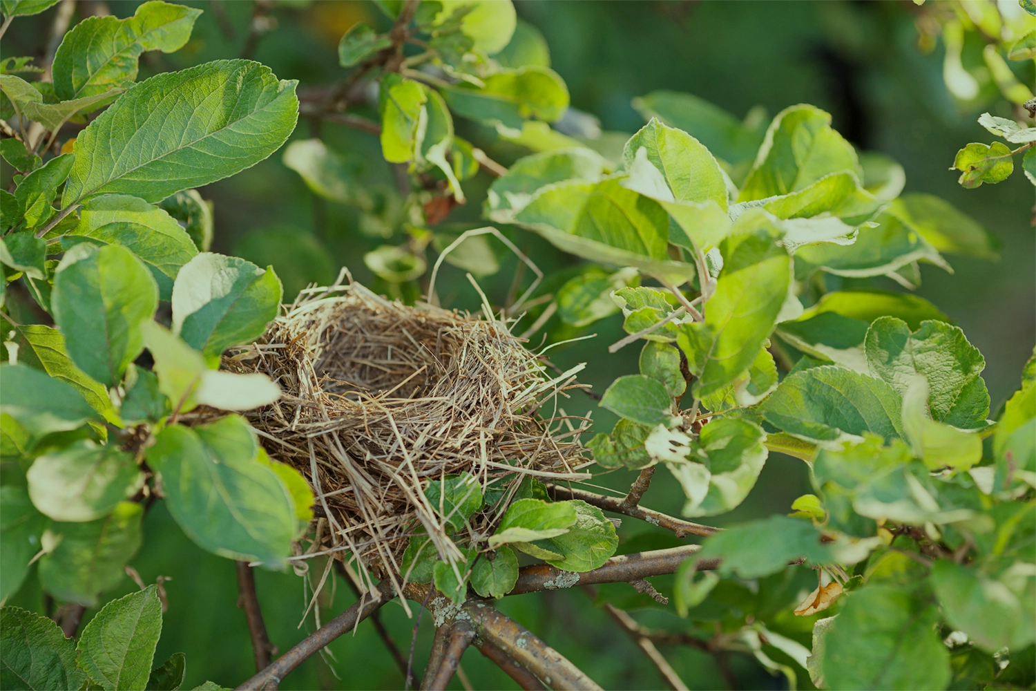 ESTI-Nest-Sweep-Protocol